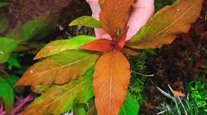 Image result for Hygrophila