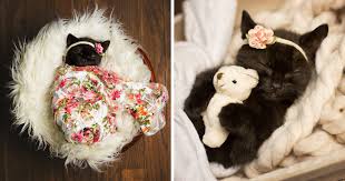 12/02/2020 17/05/2021 digital assets free by igor. Newborn Kitten Photoshoot That I Did To Celebrate My Daughter S New Cat Bored Panda