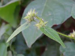 Image result for Sida urens