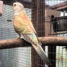Birds You Can Have As Pets Uk Images Tagged With Bourke On Instagram Pet Birds Parakeet Whiteface