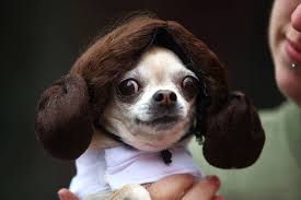 11 Dogs Seriously Ready For Star Wars Day War Dogs Cute Animals Dog Costumes