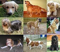 Solution pour gros chien de garde en 7 lettres pour vos grilles de mots croisés et mots fléchés dans le dictionnaire. Chien Wikipedia