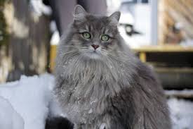 Seraya Sibirskaya Koshka Foto Siberian Cat Cat Breeds Grey Cat Breeds