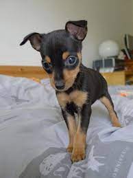 Beautiful Miniature Pinscher Puppies Luton Bedfordshire Pets4homes Miniature Pinscher Puppy Doberman Pinscher Dog Miniature Pinscher