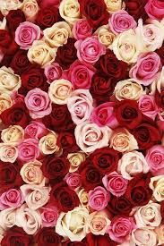 Pin By Nicki Lipsey On Florzinha 2 Flower Iphone Wallpaper Flower Aesthetic Flower Backgrounds