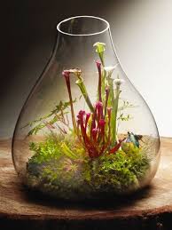 Carnivorous Terrarium Goruntuler Ile Ev Icinde Bitki Bakimi Minyatur Bahceler Bitki
