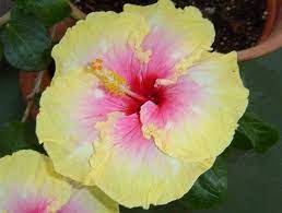 5 Most Beautiful State Flowers Beautiful Flowers Flowers Most Beautiful Flowers
