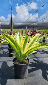 Image result for Aechmea mexicana