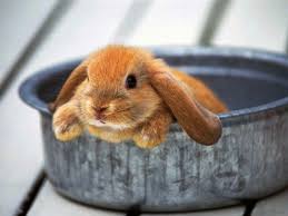 See more ideas about bunny, cute bunny, cute animals. 61 Pictures Of Rabbits Ideas Rabbit Cute Bunny Bunny