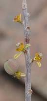 Image result for Euphorbia guerichiana