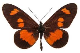 Image result for Mikania sagittifera