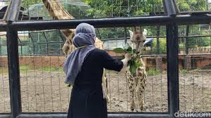 Hotell nära wisata bahari lamongan, lamongan: Libur Nataru Kunjungan Wisata Di Maharani Zoo Dan Goa Lamongan Masih Landai