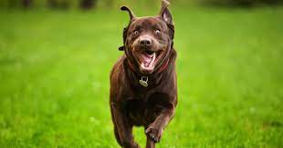 Maybe you would like to learn more about one of these? Labrador Collie Cross