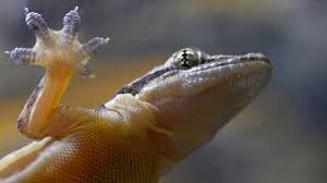 Lizard that walks on water. How Geckos Can Walk On Water