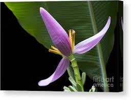 Image result for Musa ornata