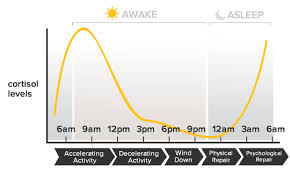 The Role Of Cortisol Integrative Therapeutics