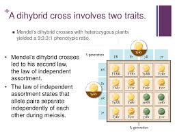 B) a monohybrid cross produces a single progeny, whereas a dihybrid cross produces two progeny. Genetics