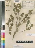 Image result for Ecbolium clarkei