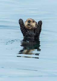 Monterey Sea Otter Otters Cute Cute Animals Sea Otter