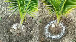 Bón Muối Cho Cây Dừa Có Tốt Không? Cách Bón Muối Giúp Dừa Sai Trái, Khỏe Rễ