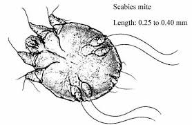 Image result for Sarcoptes scabiei life cycle