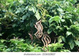 Image result for Fernandoa