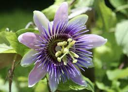 La Passiflore Ou Fleur De La Passion Rien Que Son Nom Vraiment Envie De L Aimer Cette Petite Vigne Est T Graines De Fleurs Passiflore Fleur De La Passion