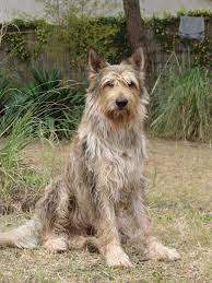 A berger picard needs an active family with time to give it exercise and keep it from getting bored. 180 Berger Picard Ideas Picard Dog Photos Berger