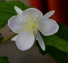 Image result for Clappertonia ficifolia