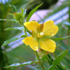 Image result for Ludwigia octovalvis