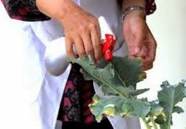 Reviewed by donny ien on 12:34 rating: Cara Membuat Pestisida Organik Dan Insektisida Alami