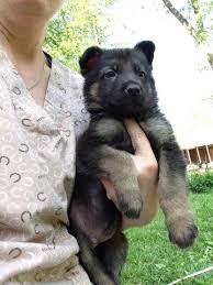 However free german shepherd dogs are a rarity as rescues usually charge a small adoption fee to cover their expenses ($100 to $200). Akc Registered Full Blooded German Shepherds Puppies For Sale In Anderson Indiana Classified Americanlisted Com