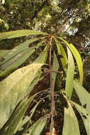 Image result for Actinodaphne