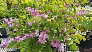 Image result for Indigofera melanadenia