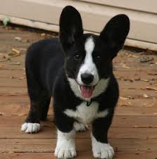 Black And White Cardigan Welsh Corgi Puppy Panda Corgi Who Doesn T Want One Those Paws Corgi Cute Corgi Welsh Corgi Puppies