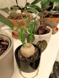 Image result for Beaucarnea recurvata