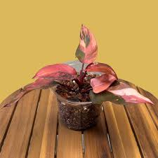 Image result for Filodendron Philodendron