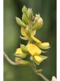 Image result for Rhynchosia divaricata