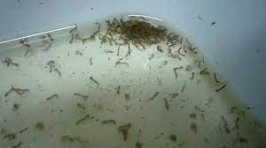 Larva, tupai, drug larvae, flick finger, larvae larvae, mosquito larva. Jentik Nyamuk In English