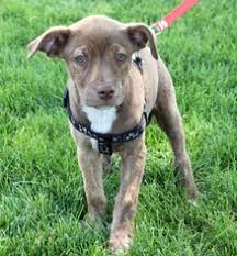 The chihuahua giving it to the pit bull weirdly seems like the more rapey one. Chihuahua Mixed With Bull Terrier Online