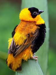 Orange Birds Of Western Washington Pin By Green On God S Amazing Creation Beautiful Birds Pretty Birds Birds