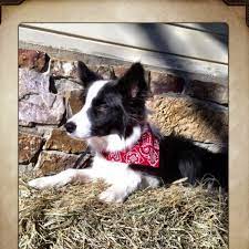Border Collie Farmer Dog Border Collie Collie Rough Collie