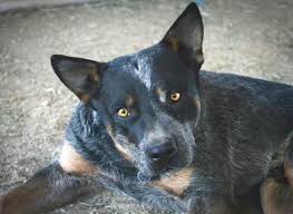 Black Australian Cattle Dog Pitbull Mix Pin On Amazing Pit Bull Mixes