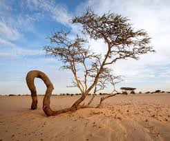 Image result for Vaud Blanc 1986 Migros