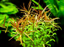 Image result for Ludwigia stenorraphe