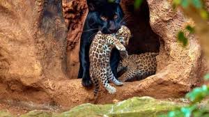 Los jaguares son felinos, que tienen una alimentación completamente carnívora que se basa en cazar a sus presas para después alimentarse de ellas. Nacen Dos Crias De Jaguar En Loro Parque Canarias7