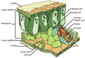 This is a description of a leaf cross section at the cellular level.leaves contain a number of different tissues and cell types arranged in a particular way. Leaf Structure And Function Advanced Read Biology Ck 12 Foundation
