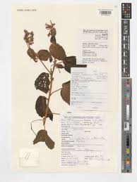 Image result for Triumfetta tomentosa