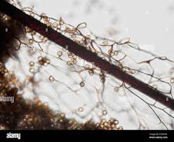 Image result for Stemonitis splendens