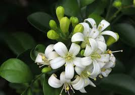 Fiori bianchi e profumatissimi, piuttosto piccolini ma dal grande effetto riempitivo perché in una sola pianta ne sbocciano moltissimi. Gelsomino La Pianta Che Profuma Di Sicilia Sicilia Notizie Online